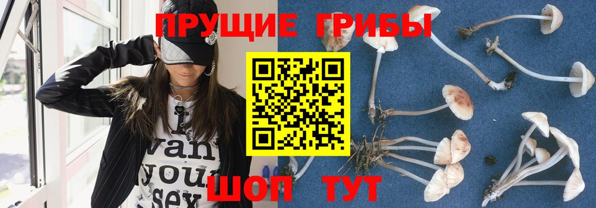 Псилоцибиновые грибы Psilocybe Еманжелинск